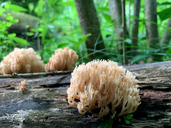 coral fungi