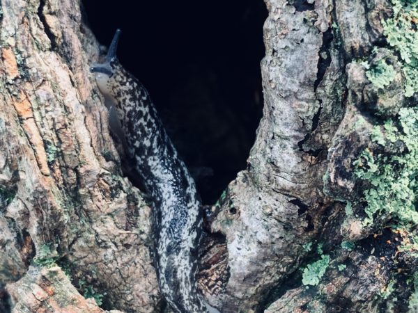 great gray slug on tree hollow