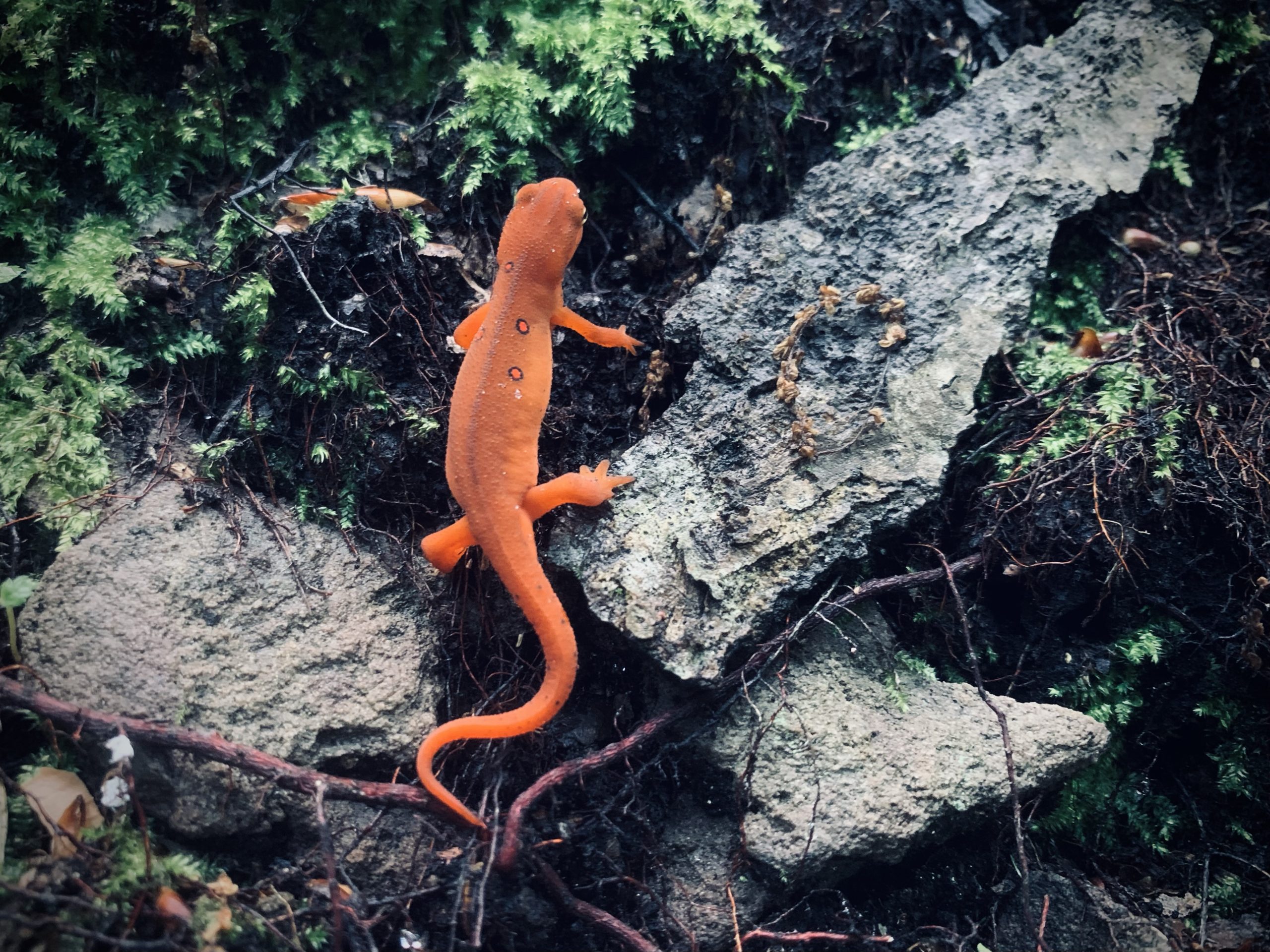 red eft